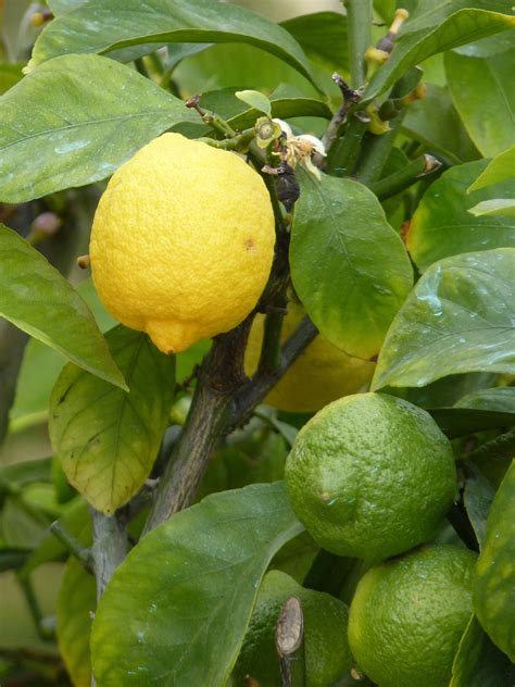 Lemon: Unleashing the Citrus Magic within